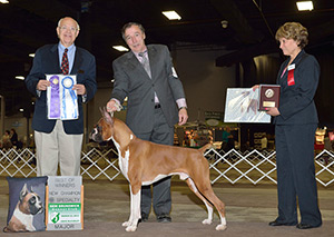 Winners Dog Major Specialty, Best of Winners, New Champion
